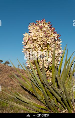 Dieser wunderschöne Torreys Yucca war in voller Blüte in den trockenen Bergen im südlichen New Mexico. Stockfoto