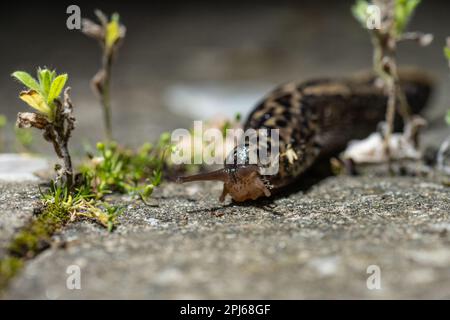 Leopardslug Mimax Maximus auf einem Steinteller Stockfoto