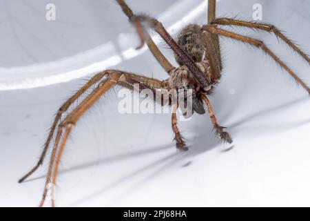 Makrofoto einer Eratigena atrica, auch bekannt als Riesenhausspinne Stockfoto