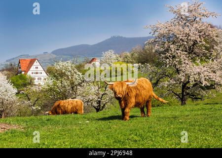 Schottisches Hochlandrinder auf einer Weide, Frühling im Freilichtmuseum Beuren, Schwäbische Alb, Baden-Württemberg, Deutschland Stockfoto