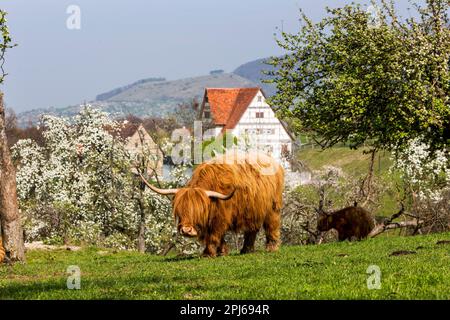 Schottisches Hochlandrinder auf einer Weide, Frühling im Freilichtmuseum Beuren, Schwäbische Alb, Baden-Württemberg, Deutschland, Europa Stockfoto