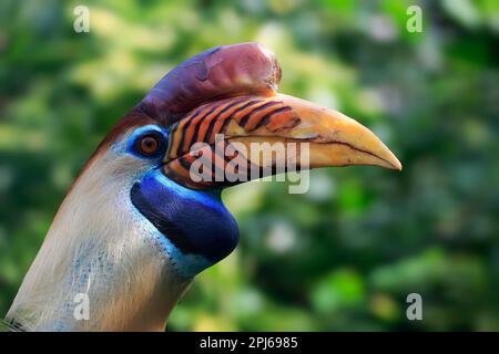 Helmetscher (Rhyticeros cassidix), Erwachsener, Porträt, Gefangener Stockfoto