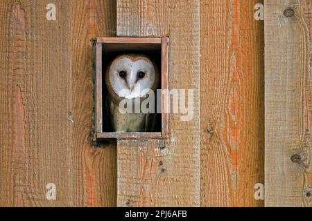 Junge Scheuneneule (Tyto alba), neugieriger Jugendlicher, der im Sommer durch eine Lücke in einem Holzschuppen schaut Stockfoto