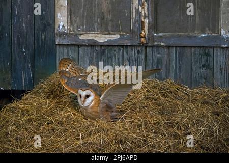 Gewöhnliche Scheuneneule (Tyto alba), die im Frühling im Holzschuppen von Heu abhebt Stockfoto