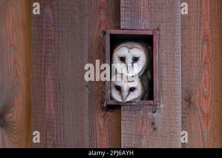 Junge Eulen aus der Scheune (Tyto alba), zwei neugierige Jugendliche, die im Sommer durch eine Lücke in einem Holzschuppen schauen Stockfoto