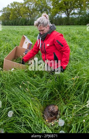 Das Rettungsteam entfernt verstecktes Reh-Fawn, das in hohem Gras gefunden wurde, mit einer Drohne, die mit einer Wärmebildkamera ausgestattet ist, bevor es im Frühjahr Grünland mäht Stockfoto