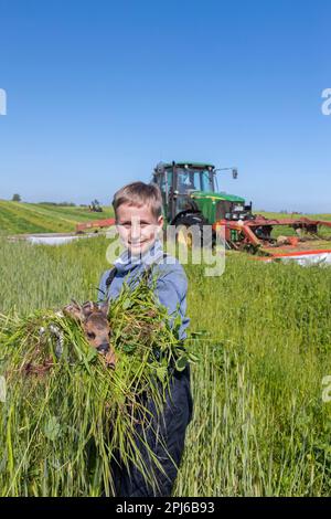 Das Rettungsteam entfernt verstecktes Reh-Fawn, das in hohem Gras gefunden wurde, mit einer Drohne, die mit einer Wärmebildkamera ausgestattet ist, bevor es im Frühjahr Grünland mäht Stockfoto