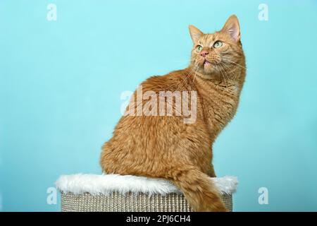 Süße rote Katze, die auf dem Kratzpfahl sitzt und neugierig aussieht. Stockfoto