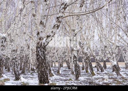 Gepflanzte Kreiselbirken (Betula pendula var. Carelica). Lockenbirke ist eine besondere Variante der Silberbirke. Das wertvollste Holz wird nach Gewicht verkauft. Stockfoto