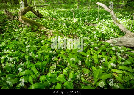 Grüner Wald im Frühjahr, Boden ist mit Bärlauch bedeckt (Ramson) Stockfoto