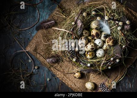 Nest mit Wachteleiern zu Ostern und blühenden Ästen auf schwarzem Hintergrund Stockfoto