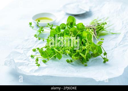 Winterportulak (Claytonia perfoliata), indischer Salat, gesundes grünes Gemüse für rohe Salate und Kochen. Stockfoto