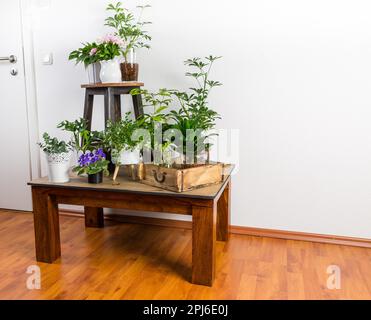 Der Innenraum des Hausgartens füllte viele schöne Pflanzen, Kakteen, Sukkulenten, Luftpflanzen in verschiedenen Design-Töpfen. Hausgärtnerkonzept. Heim-Dschungel Stockfoto