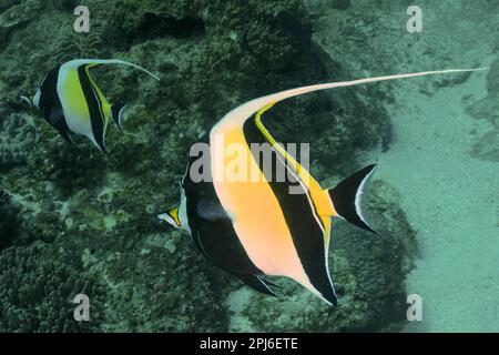 Zwei Halterfische (Zanclus cornutus), Tauchplatz im Sodwana Bay Nationalpark, Maputaland Marine Reserve, KwaZulu Natal, Südafrika Stockfoto