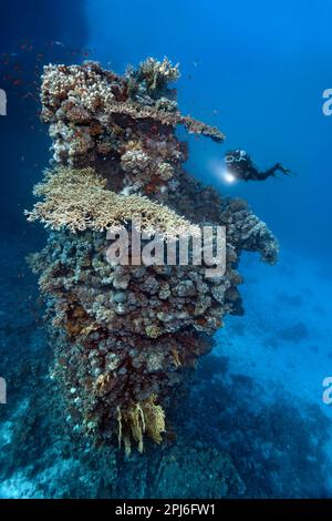 Taucher mit Blick auf den 15 Meter hohen Korallenturm, der aus verschiedenen Arten von Steinkorallen besteht, rotes Meer, St. Johns, Ägypten Stockfoto