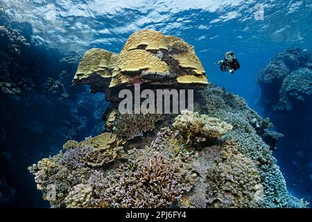 Taucher mit Blick auf Kuppelkorallen (Porites nodifera) im spektakulären, zerklüfteten Korallenriff aus Steinkorallen (Scleractinia) Rotes Meer, St. Johns, Marsa Alam Stockfoto