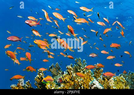 Fischschwärme, Meeresschwärme goldie (Pseudanthias Squamipinnis) schwimmt über Korallenriff mit Netzfeuerkorallen (Millepora dichotoma), Rotes Meer, St. Stockfoto