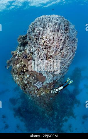 Taucher mit Blick auf den 15 Meter hohen Korallenturm, der aus verschiedenen Arten von Steinkorallen besteht, rotes Meer, St. Johns, Ägypten Stockfoto