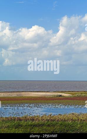 Waddenmeer bei Flut, Salzwiesen Stockfoto