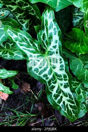 Nahaufnahme von italienischem Aromablätter (Arum italicum) Dies ist eine Art blühender, mehrjähriger Pflanzen, auch bekannt als italienische Lords-and-Ladies Stockfoto