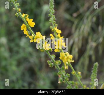 Im Sommer in der Wildnis unter wilden Gräsern blüht die Eupatoria agrimonia Stockfoto