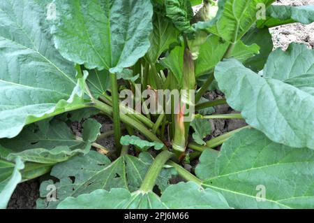 Rhabarber, der im Garten auf offenem organischem Boden angebaut wird. Stockfoto