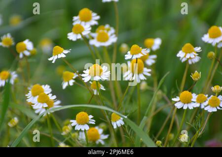 Kamillenblüten auf der Wiese inmitten von Wildgräsern Stockfoto