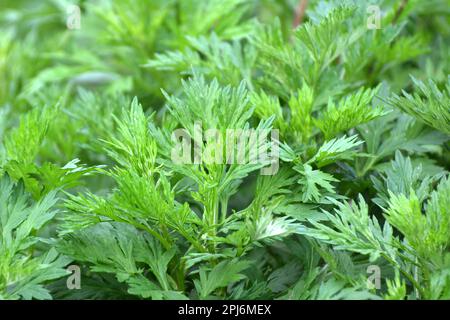 Wermut (Artemisia vulgaris) wächst wild in der Natur Stockfoto