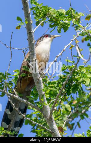 Großer Eidechsenkuckuck, Coccyzus merlini, alleinstehender Erwachsener hoch oben im Baum, Zapata, Kuba Stockfoto