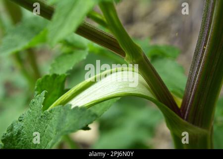 Pastina Säming (Pastinaca sativa), die in der Natur wächst, wird zum Kochen und zur Medizin verwendet. Stockfoto