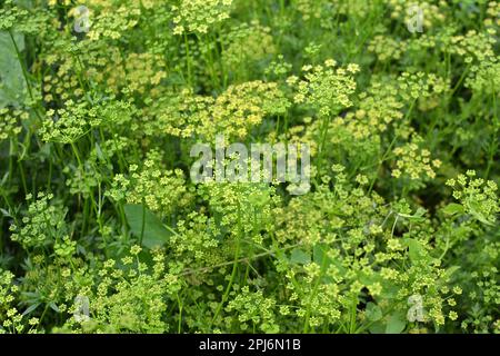 Im Garten blüht Petersilie, die zur Erzeugung von Samen angebaut wird Stockfoto