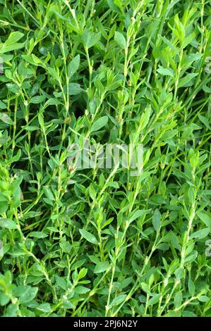 Polygonum aviculare Gras wächst in der Wildnis Stockfoto