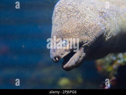 Moray Aal oder Muraenidae Fischköpfe mit detailliertem Blick auf die Unterwasserwelt Stockfoto