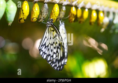 Ein Schmetterling, der auf einer Kokon-Nahaufnahme der Versorgung des Ungeborenen sitzt Stockfoto