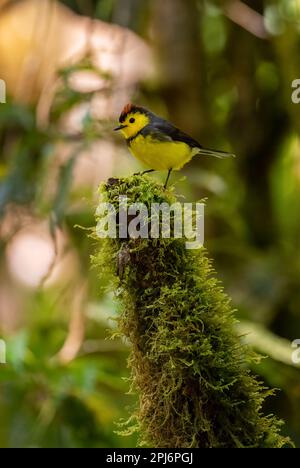 Halsweißer - Myioborus torquatus, wunderschöner kleiner schüchterner Stehvogel aus mittelamerikanischen Montanwäldern, Volcán, Panama. Stockfoto