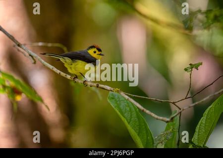 Halsweißer - Myioborus torquatus, wunderschöner kleiner schüchterner Stehvogel aus mittelamerikanischen Montanwäldern, Volcán, Panama. Stockfoto