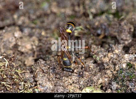 Orientalmörtel Wasp (Sceliphron Curvatum), Muschelbaummaterial Für Brut-Zellen, Ovronnaz, Valais, Schweiz. Stockfoto