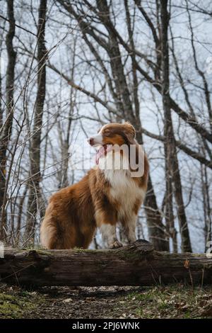 Der braune australische Schäferhund steht mit seinen vorderen Pfoten auf dem Baumstamm und lächelt mit herausragender Zunge. Vorderansicht. Konzept Haustier aktiv und fröhlich Stockfoto