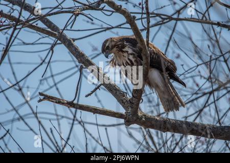 Ein Rotschwanzfalke auf einem Ast, der nach unten schaut. Stockfoto