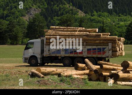 Holzlaster mit Stämmen beladen. Holzverarbeitungsunternehmen für verschlissene Lkw Stockfoto