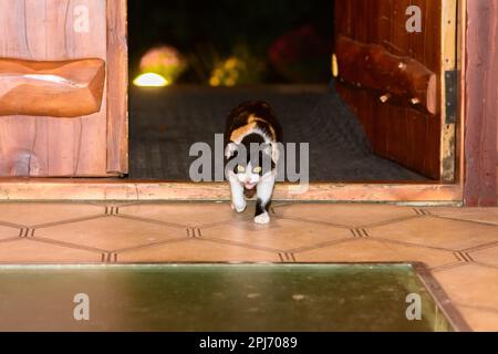 Eine Katze läuft von der Straße durch eine offene Tür. Stockfoto