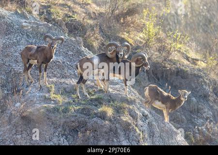 Der europäische Muuflon (Ovis aries Musimon) in der Wildnis. Stockfoto