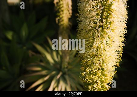 Agave attenuata, auch bekannt als Löwenschwanz oder Schwanenhals in einem Garten. Agave blüht und ist von Bienen bedeckt. Stockfoto