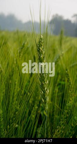 Hintergrund des Grünweizenfeldes in Bangladesch. Reihen von grünen Weizenkörnern auf einem Weizenfeld. Stockfoto