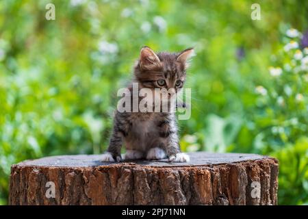 Niedliche Kätzchen warten auf die Katze. Lustige Haustiere. Nahaufnahme des Haustieres. Kätzchen im Alter von zwei Monaten im Freien, in der Natur Stockfoto