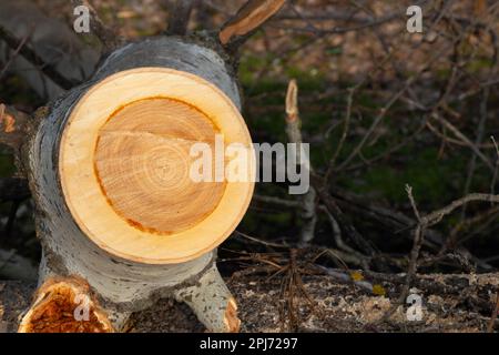 Bäume im Wald alte Rinde Hintergrund Nahaufnahme Stockfoto