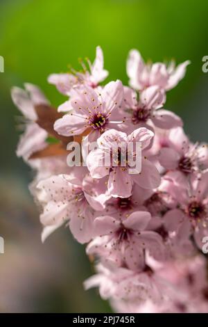 Ast einer blühenden Aprikose mit rosa Blütenverschlüssen. Japanische Kirschblüten aus Sakura. Frühling Stockfoto