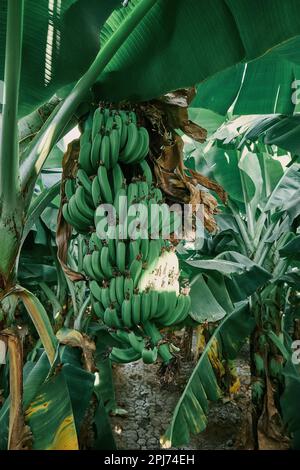 Ein lebendiges Bild frischer Bananen, die von den üppig grünen Zweigen hängen Stockfoto