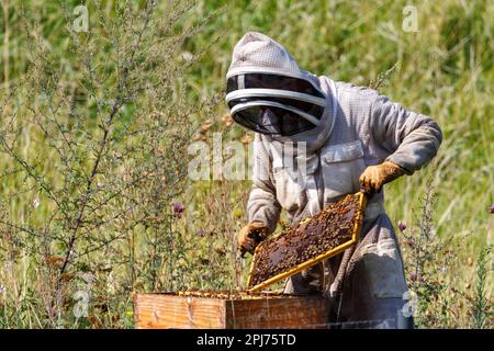 Ein Imker, der Schutzkleidung trägt, pflegt einen Bienenstock voller Honigwaben Stockfoto