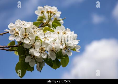 Pyrus communis oder gewöhnliche Birnenbäume weiße Blumen auf blauem Himmelshintergrund Stockfoto